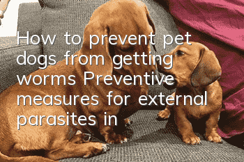 How to prevent pet dogs from getting worms? Preventive measures for external parasites in pet dogs!