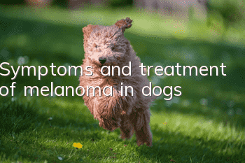Symptoms and treatment of melanoma in dogs