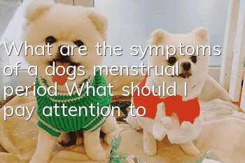 What are the symptoms of a dog’s menstrual period? What should I pay attention to?