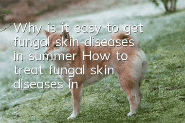 Why is it easy to get fungal skin diseases in summer? How to treat fungal skin diseases in dogs!