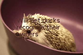 Will pet ducks recognize their owners?
