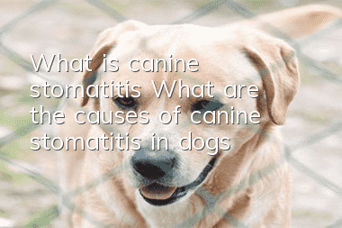What is canine stomatitis? What are the causes of canine stomatitis in dogs?