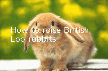 How to raise British Lop rabbits