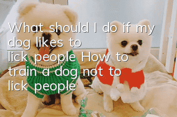 What should I do if my dog likes to lick people? How to train a dog not to lick people?
