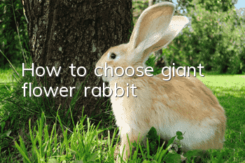 How to choose giant flower rabbit