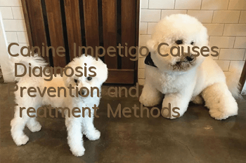 Canine Impetigo Causes | Diagnosis | Prevention and Treatment Methods
