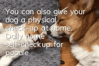 You can also give your dog a physical check-up at home. Daily home self-checkup for poodles