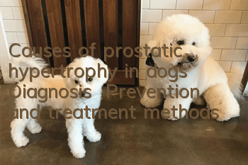 Causes of prostatic hypertrophy in dogs | Diagnosis | Prevention and treatment methods