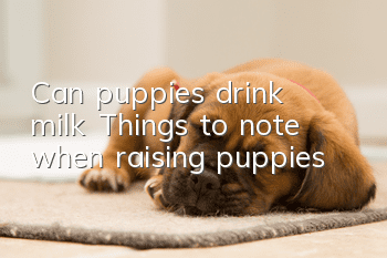 Can puppies drink milk? Things to note when raising puppies!
