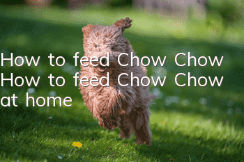 How to feed Chow Chow? How to feed Chow Chow at home!