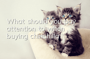 What should you pay attention to when buying chinchilla?
