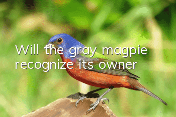 Will the gray magpie recognize its owner?